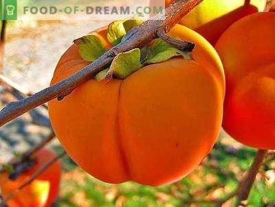 Persimmon - description, useful properties, use in cooking. Recipes with persimmon.