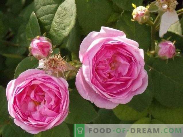 Rožu ziedlapiņas cukurā