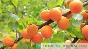 Abricots: effets bénéfiques pour la santé